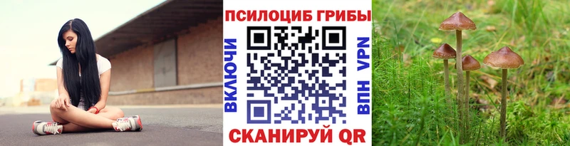 Галлюциногенные грибы Psilocybe  Саратов 
